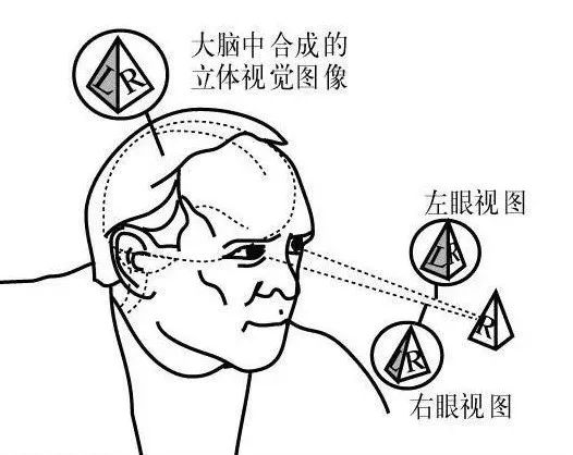 雙眼的視差產(chǎn)生立體視覺的示意圖
